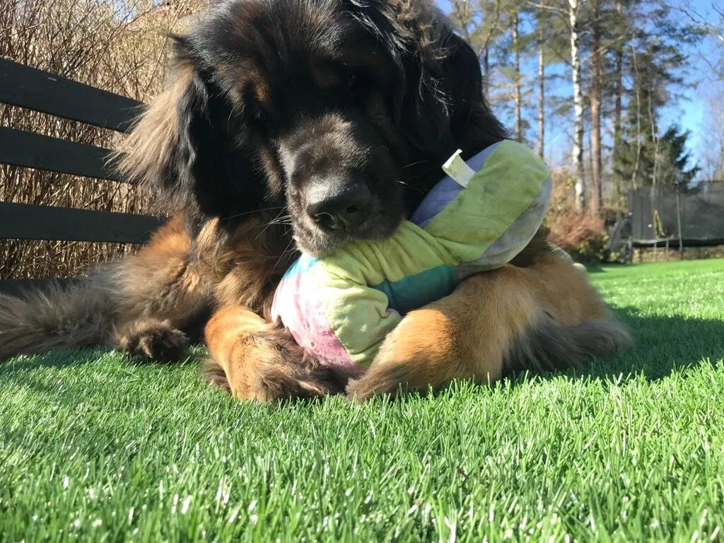 Tekonurmipiha+koiralle+JP-Helenius