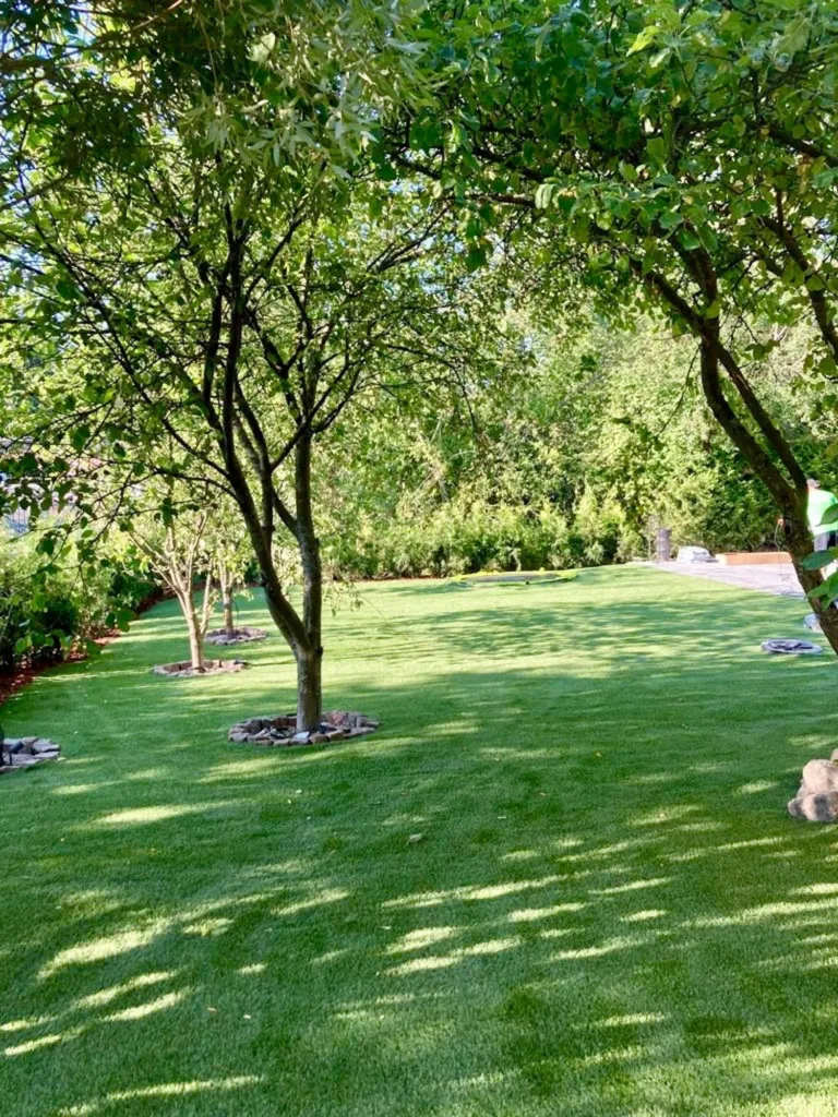 tekonurmi puiden alla